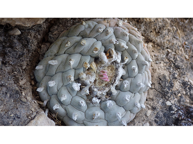Lophophora williamsii (Peyote) #76684