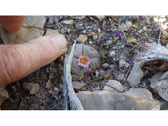 Lophophora williamsii (Peyote) #76687