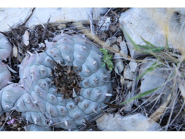 Lophophora williamsii (Peyote) #76690