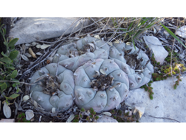 Lophophora williamsii (Peyote) #76691