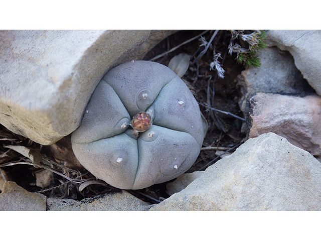 Lophophora williamsii (Peyote) #76692