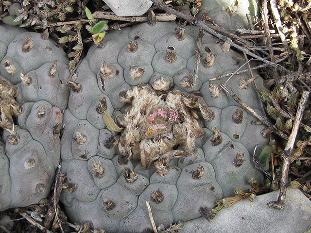 Lophophora williamsii (Peyote) #76699