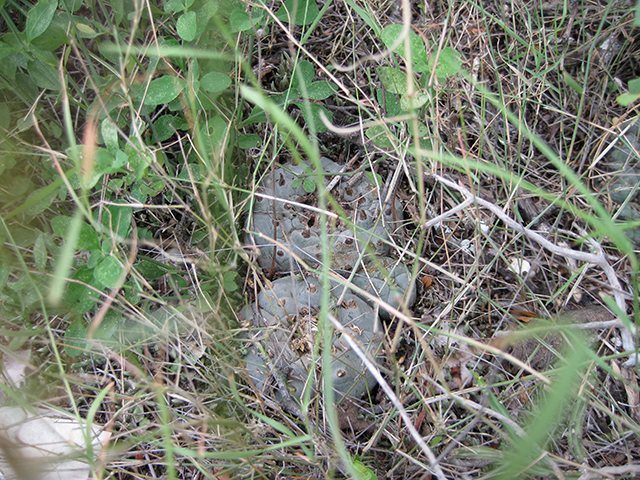 Lophophora williamsii (Peyote) #76702