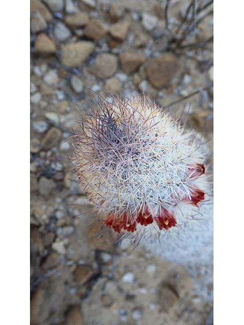 Mammillaria pottsii (Rat-tail nipple cactus) #76711