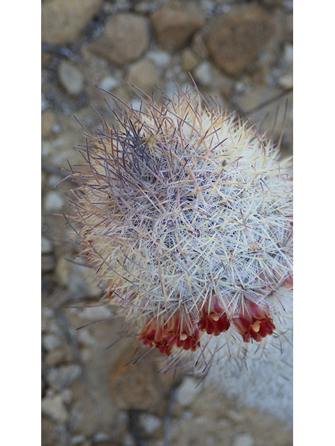 Mammillaria pottsii (Rat-tail nipple cactus) #76712
