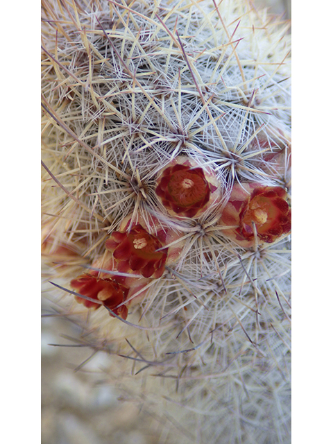 Mammillaria pottsii (Rat-tail nipple cactus) #76713