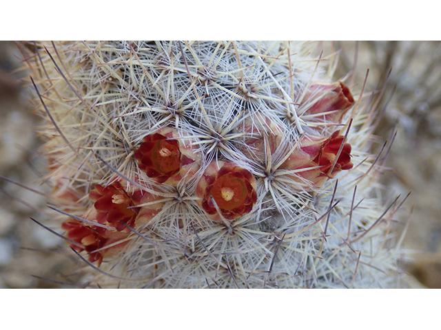 Mammillaria pottsii (Rat-tail nipple cactus) #76714