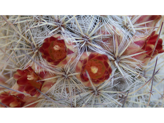 Mammillaria pottsii (Rat-tail nipple cactus) #76715