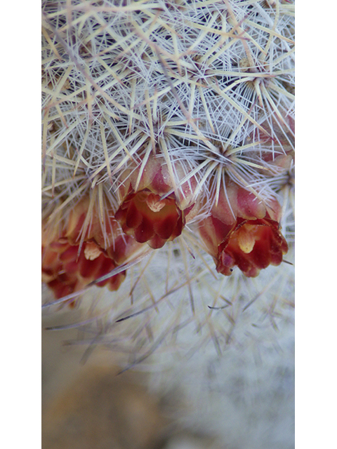 Mammillaria pottsii (Rat-tail nipple cactus) #76716