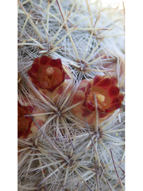Mammillaria pottsii (Rat-tail nipple cactus) #76718