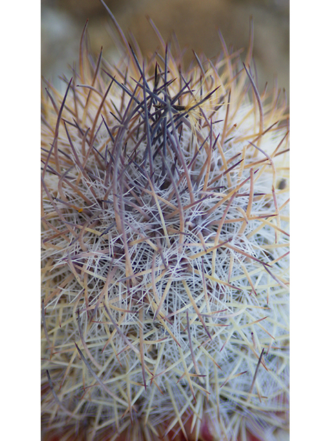 Mammillaria pottsii (Rat-tail nipple cactus) #76719