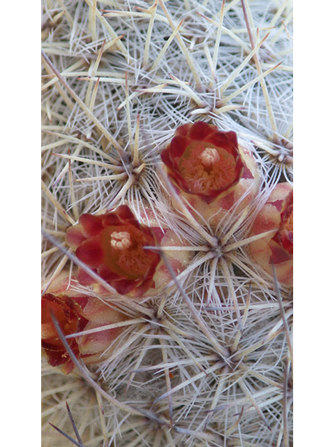 Mammillaria pottsii (Rat-tail nipple cactus) #76720