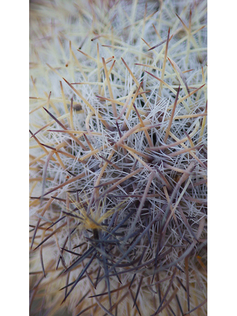 Mammillaria pottsii (Rat-tail nipple cactus) #76721