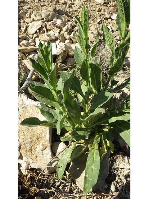 Nicotiana obtusifolia var. obtusifolia (Desert tobacco) #76751