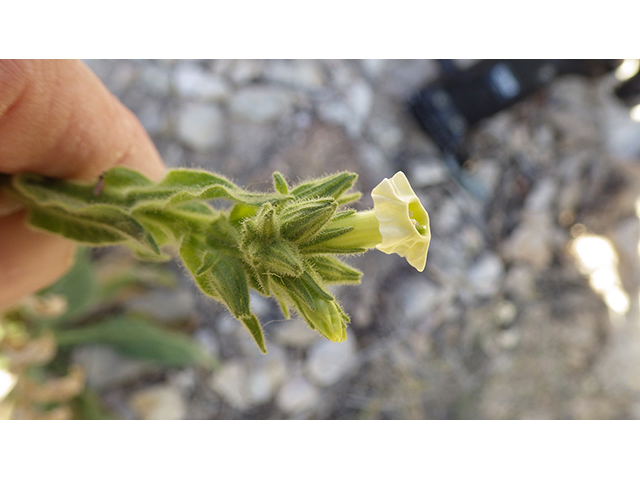 Nicotiana obtusifolia var. obtusifolia (Desert tobacco) #76752