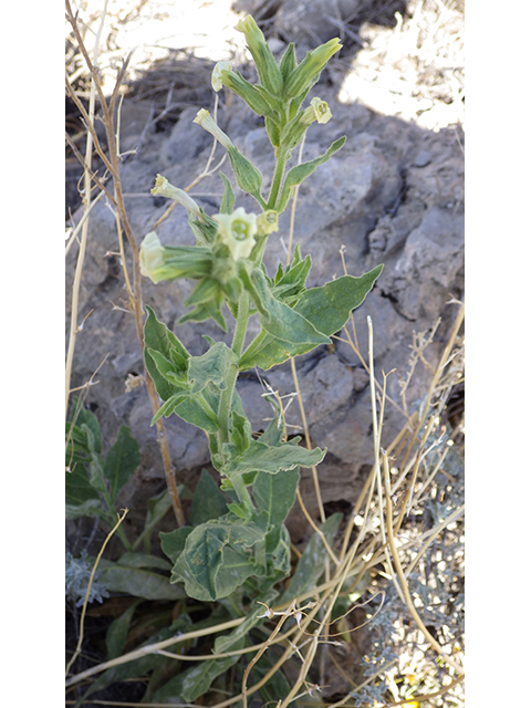 Nicotiana obtusifolia var. obtusifolia (Desert tobacco) #76753