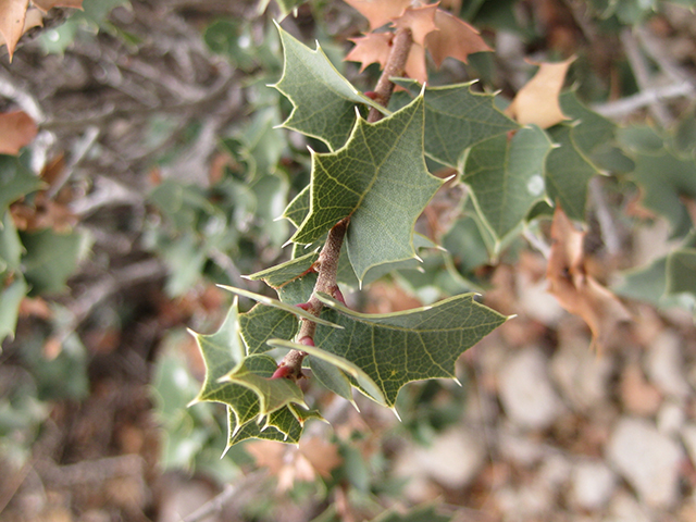 Quercus hinckleyi (Hinckley oak) #76788