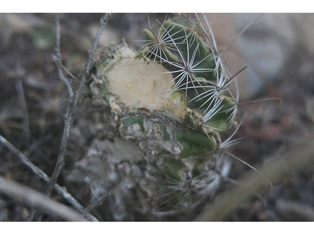 Thelocactus setispinus (Miniature barrel cactus) #76833