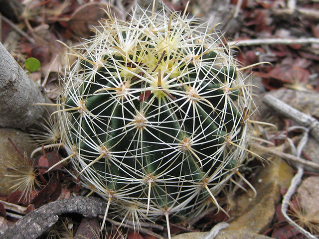 Thelocactus setispinus (Miniature barrel cactus) #76834
