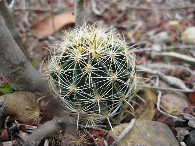 Thelocactus setispinus (Miniature barrel cactus) #76835