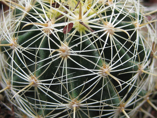 Thelocactus setispinus (Miniature barrel cactus) #76836