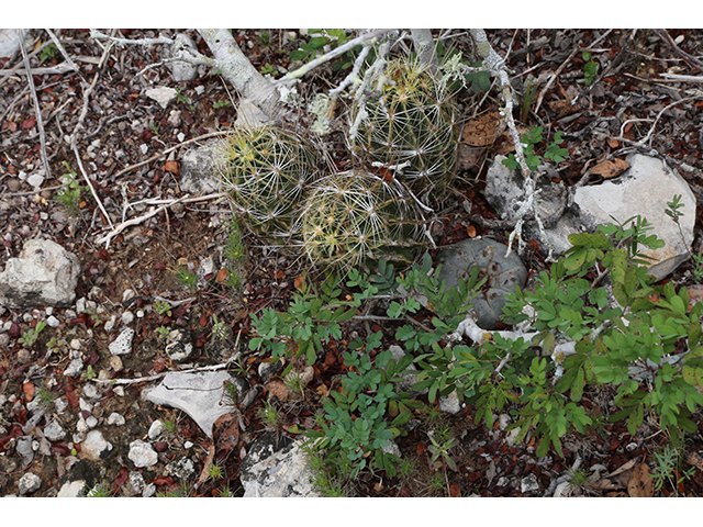 Thelocactus setispinus (Miniature barrel cactus) #76837