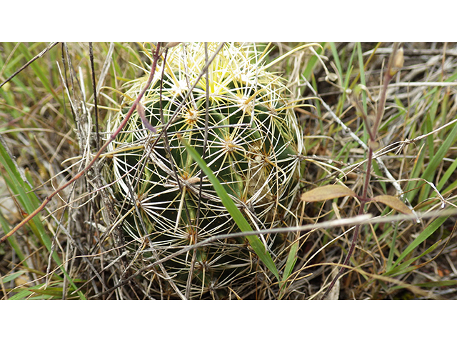 Thelocactus setispinus (Miniature barrel cactus) #76838