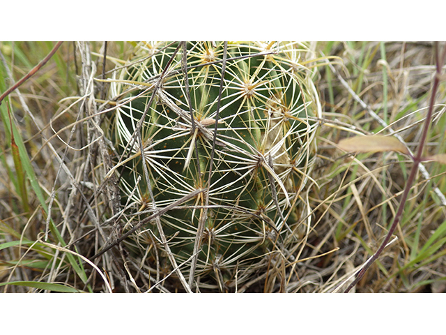 Thelocactus setispinus (Miniature barrel cactus) #76839