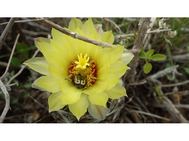 Thelocactus setispinus (Miniature barrel cactus) #76840