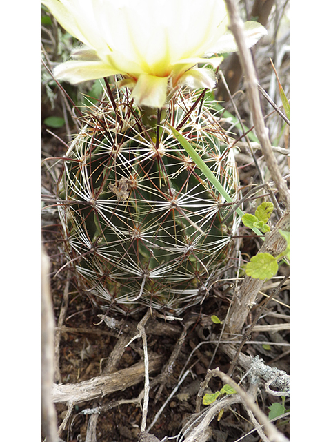 Thelocactus setispinus (Miniature barrel cactus) #76841