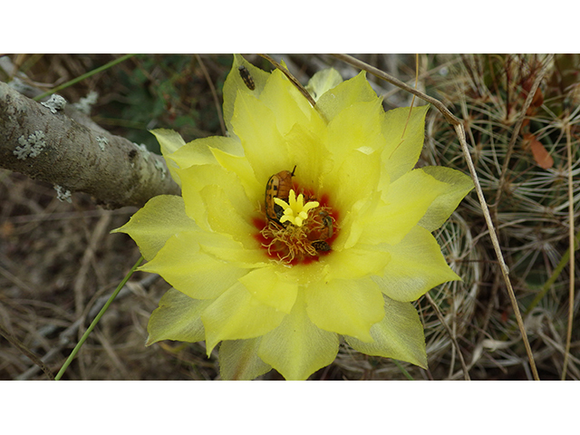 Thelocactus setispinus (Miniature barrel cactus) #76844