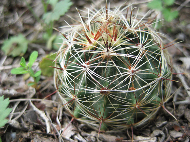 Thelocactus setispinus (Miniature barrel cactus) #76845