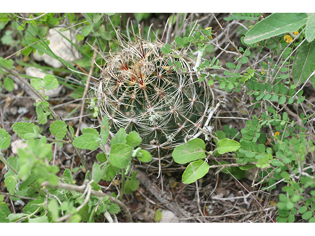 Thelocactus setispinus (Miniature barrel cactus) #76846