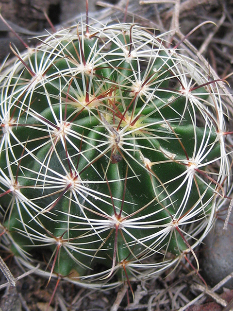 Thelocactus setispinus (Miniature barrel cactus) #76847
