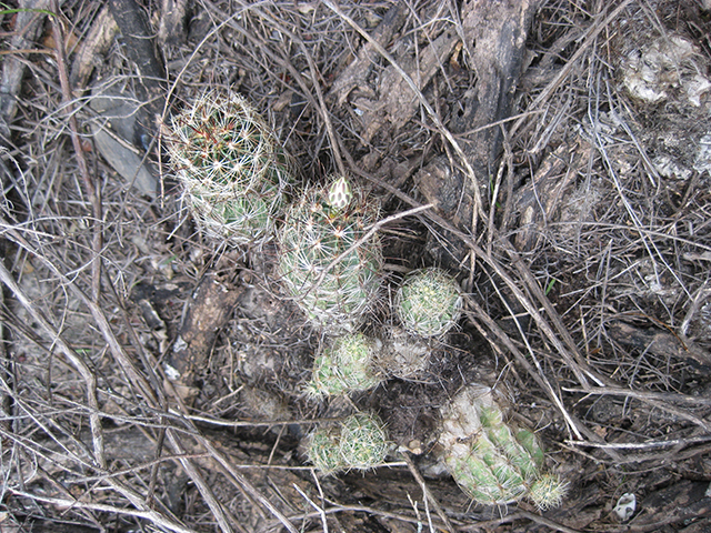 Thelocactus setispinus (Miniature barrel cactus) #76848