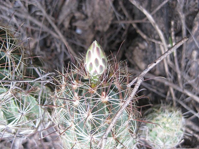 Thelocactus setispinus (Miniature barrel cactus) #76849