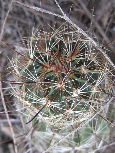 Thelocactus setispinus (Miniature barrel cactus) #76850