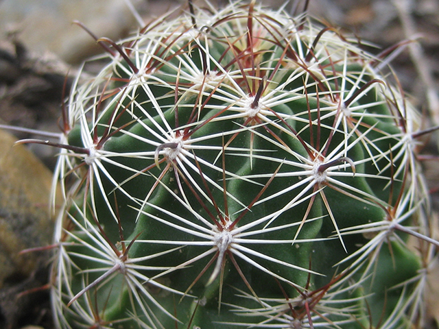 Thelocactus setispinus (Miniature barrel cactus) #76851