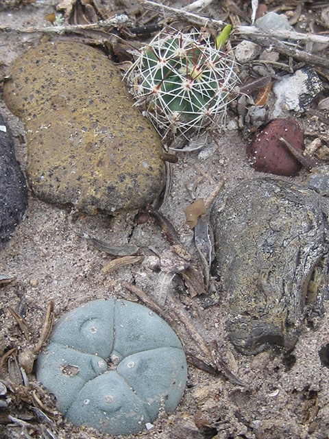 Thelocactus setispinus (Miniature barrel cactus) #76852