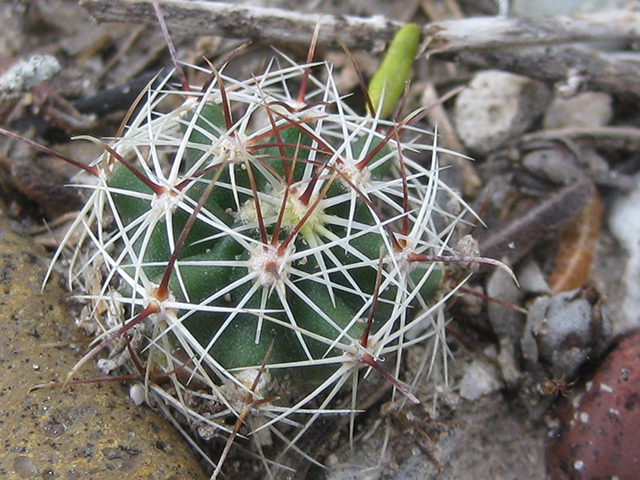 Thelocactus setispinus (Miniature barrel cactus) #76854