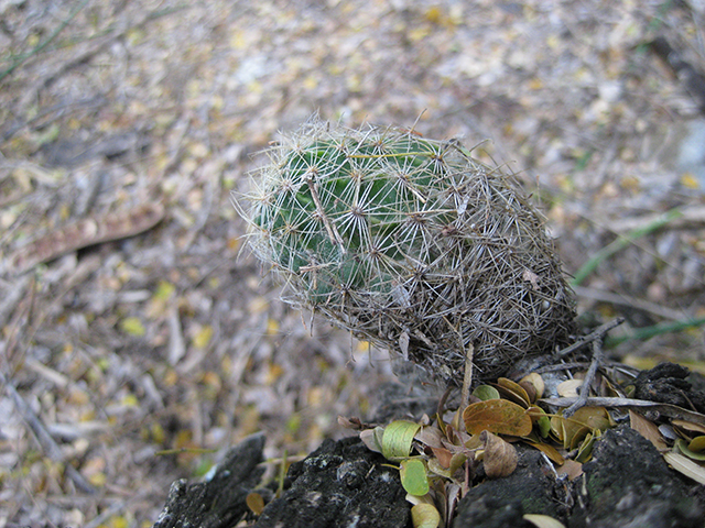 Thelocactus setispinus (Miniature barrel cactus) #76855