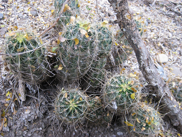 Thelocactus setispinus (Miniature barrel cactus) #76856