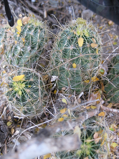 Thelocactus setispinus (Miniature barrel cactus) #76857