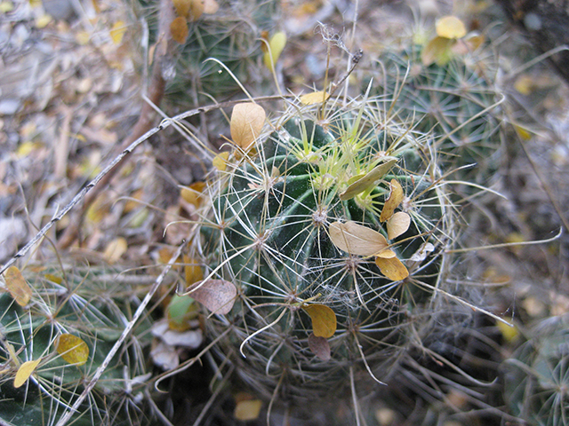 Thelocactus setispinus (Miniature barrel cactus) #76858