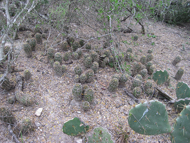 Thelocactus setispinus (Miniature barrel cactus) #76859