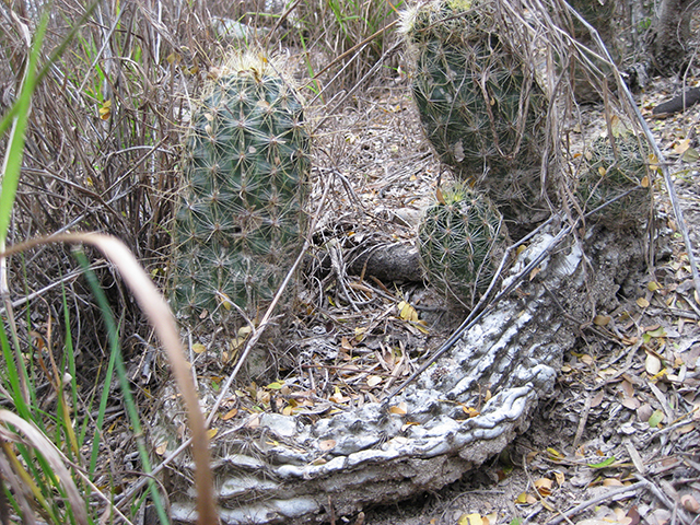 Thelocactus setispinus (Miniature barrel cactus) #76861