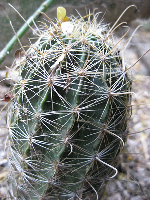 Thelocactus setispinus (Miniature barrel cactus) #76862