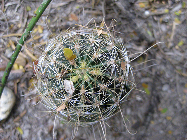 Thelocactus setispinus (Miniature barrel cactus) #76863