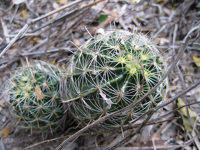 Thelocactus setispinus (Miniature barrel cactus) #76864
