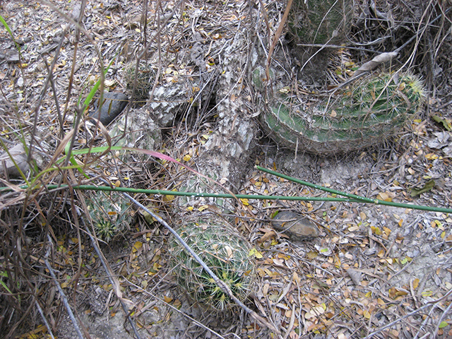 Thelocactus setispinus (Miniature barrel cactus) #76865